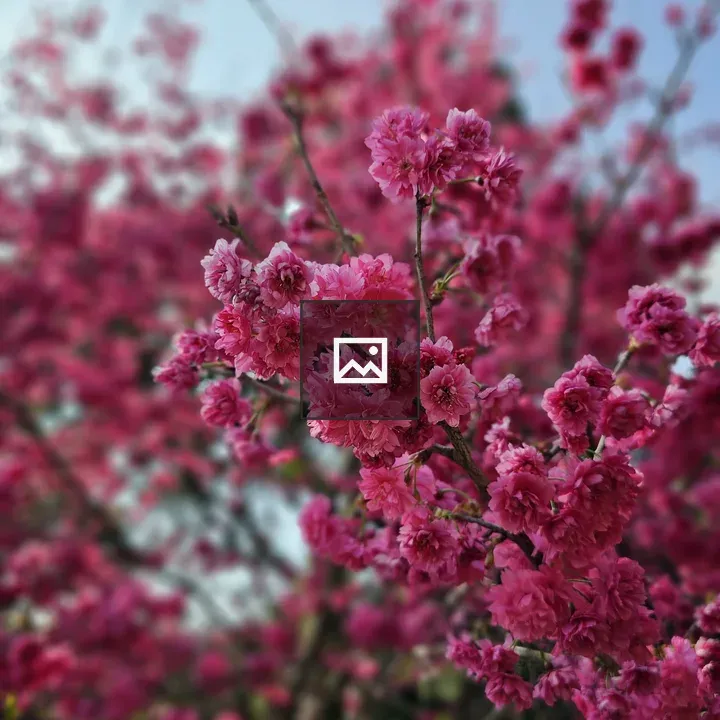 Cherry blossoms in bloom