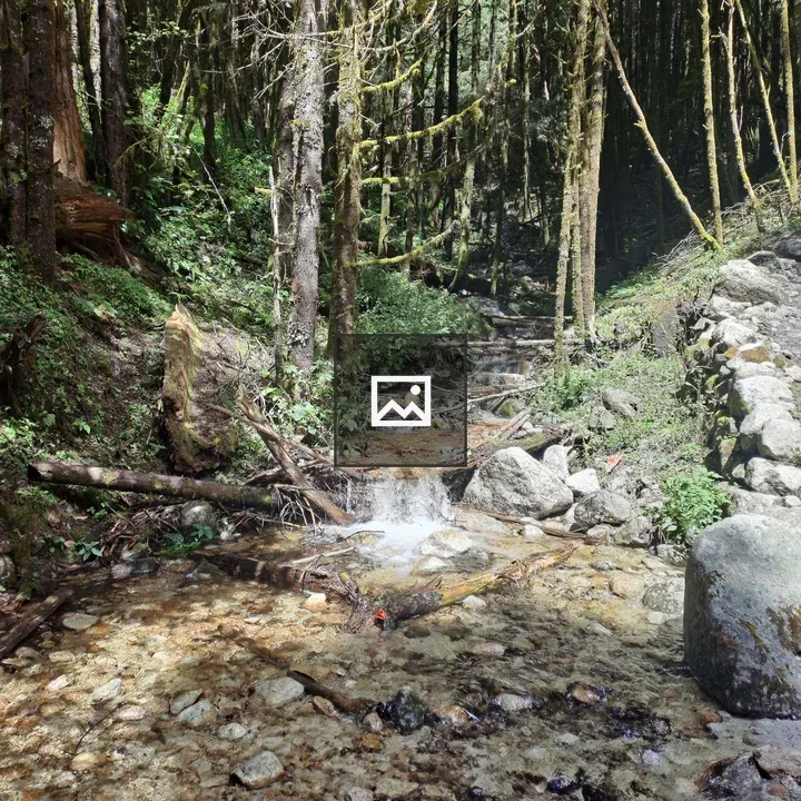 Serene forest stream scene