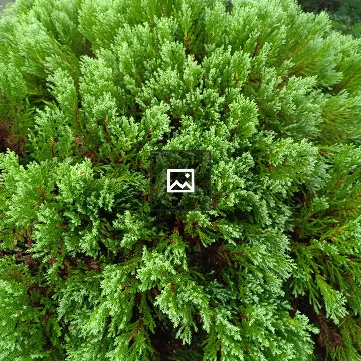 Oriental Arbor-vitae Plant