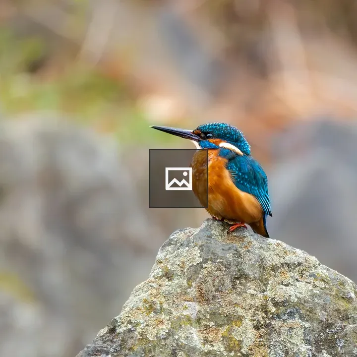 Common kingfisher on mossy rock