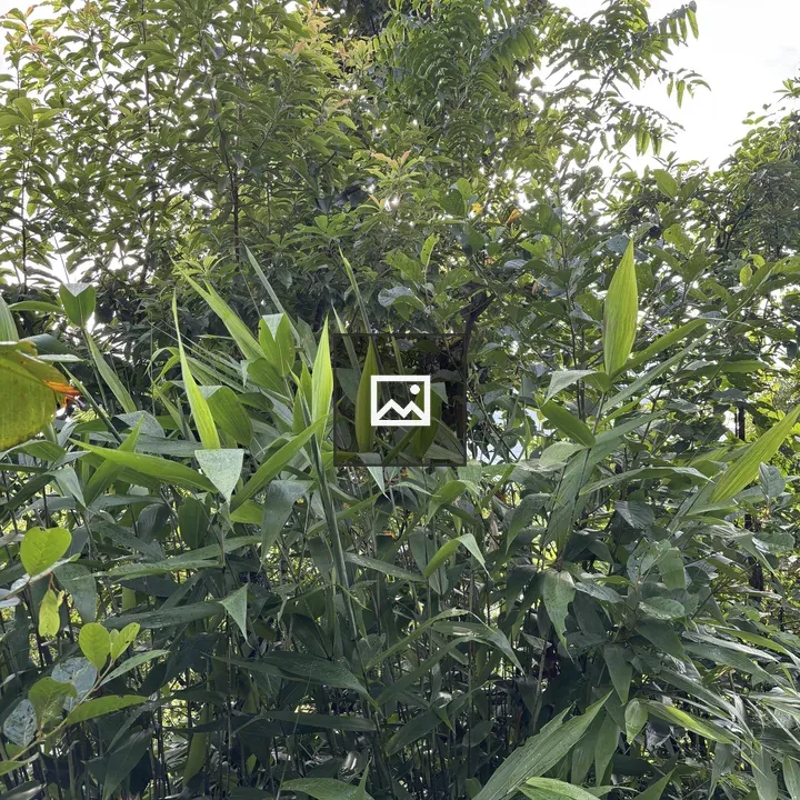 Dense green foliage with grasses and bushes