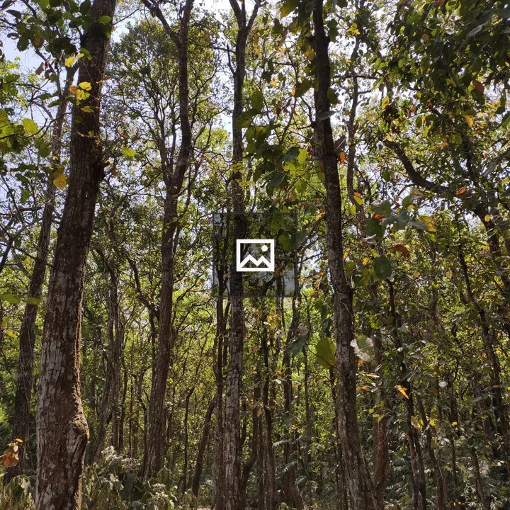 Forest canopy view with camera upturned