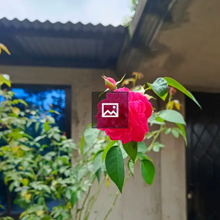 Pink rose bloom against concrete