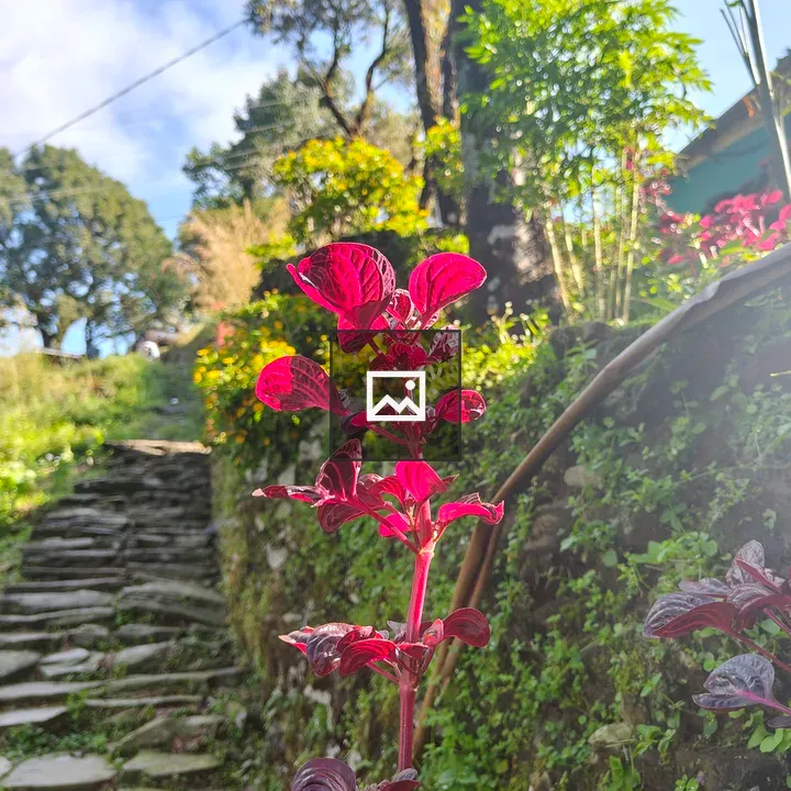 Red plant with stone path