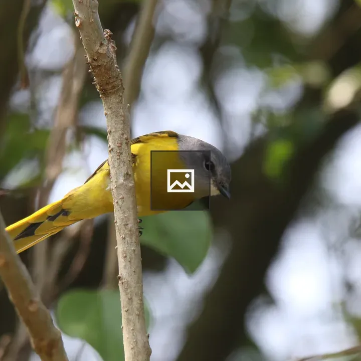 Grey-chinned Minivet on Branch