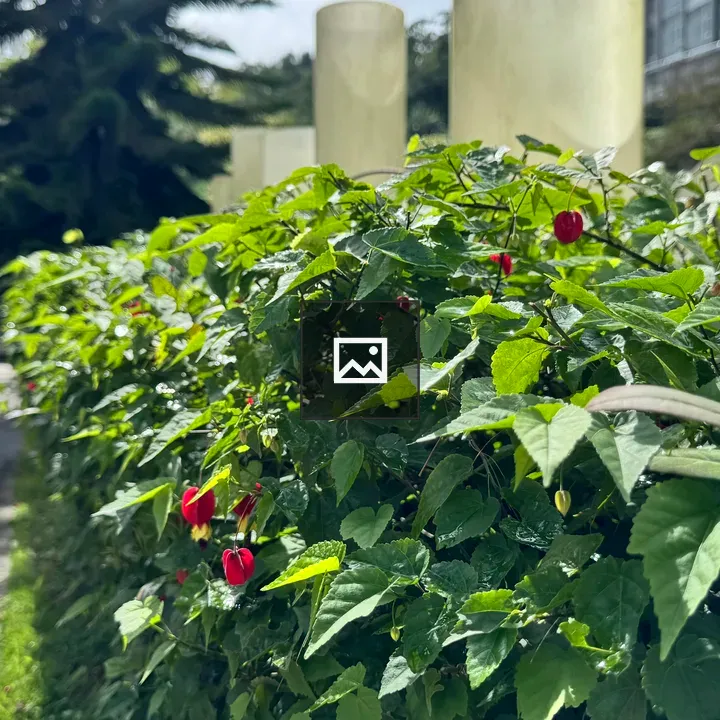 Bush with red peppers beside street