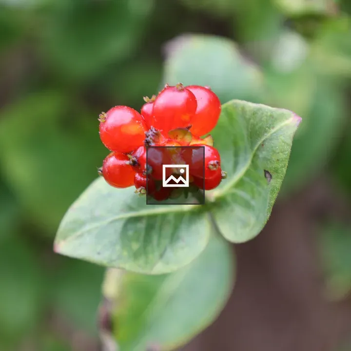Glossy red berries and green leaves