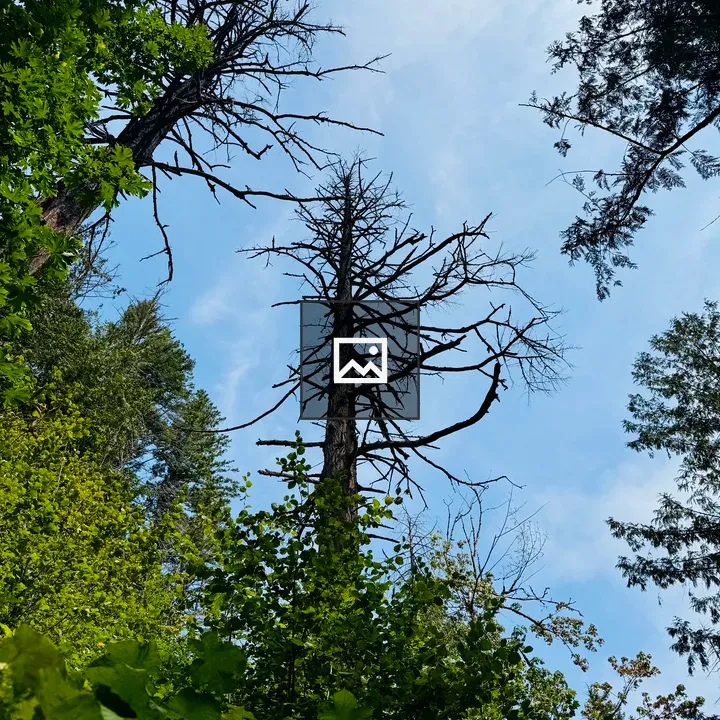 Dead Trees and Greenery in Gorge