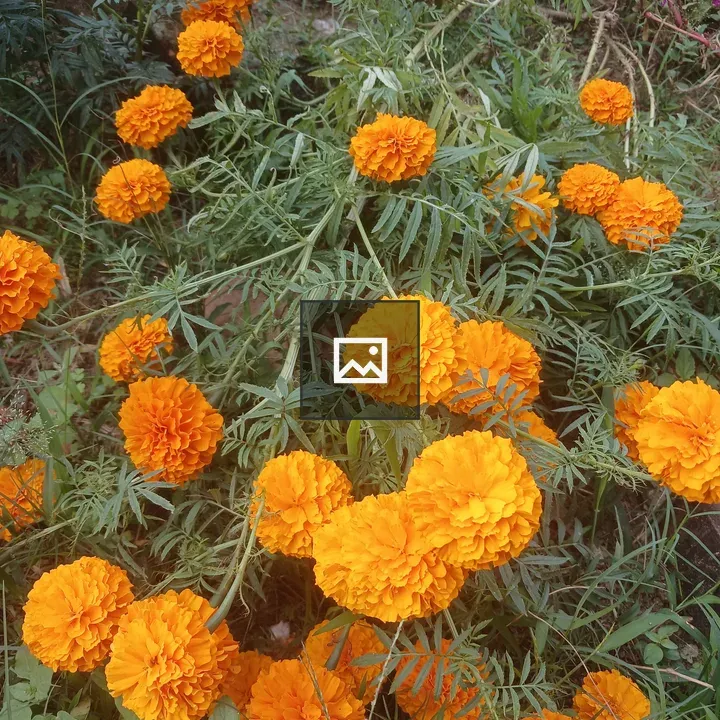 Orange marigold cluster