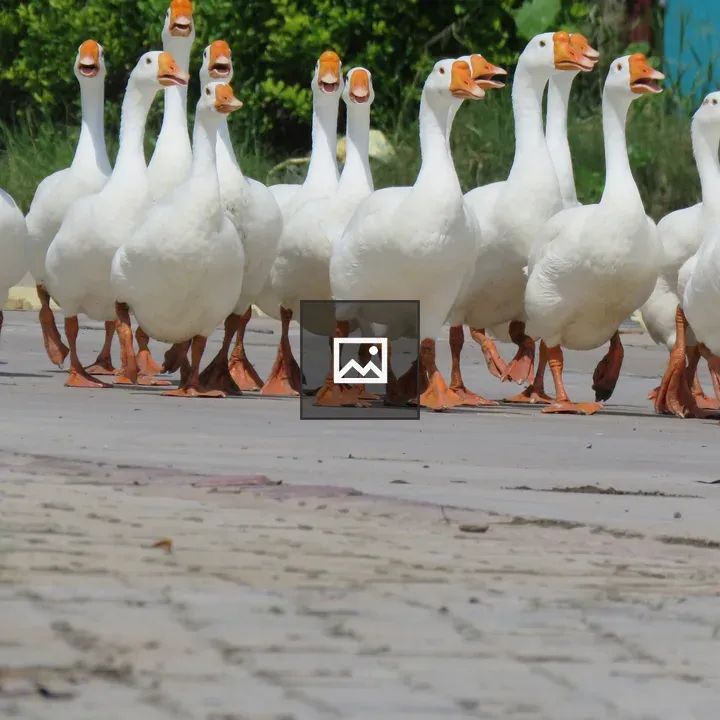 Duck group in water