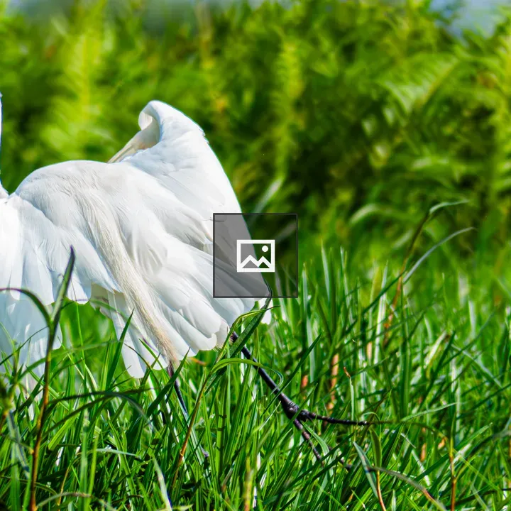 White cattle egret in grass