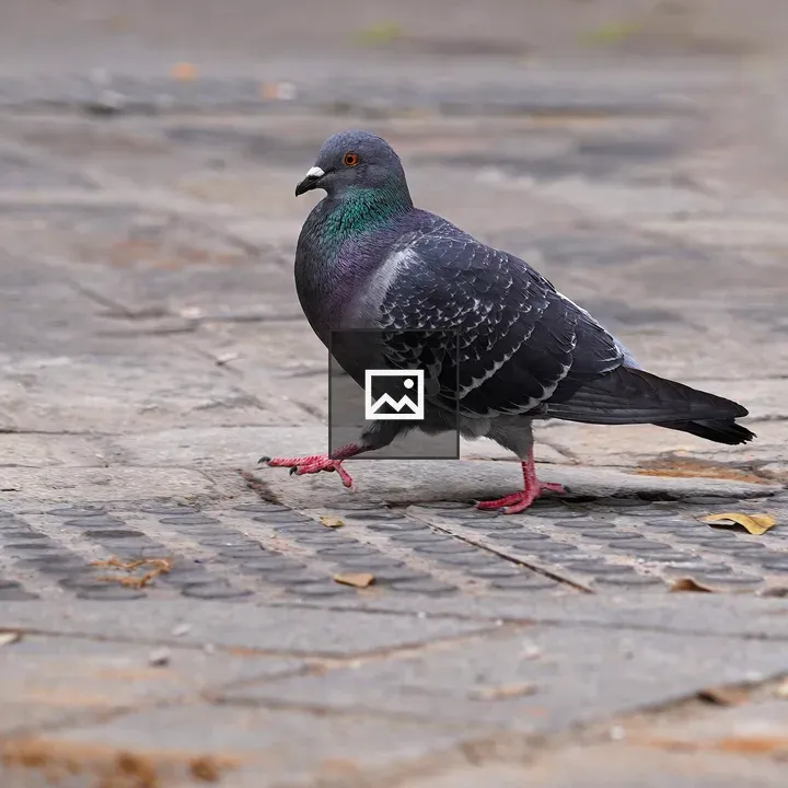 Grey pigeon on sidewalk