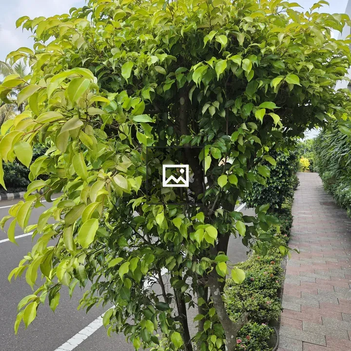 Lush green tree beside walkway