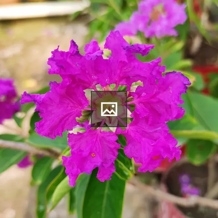 Crepe Myrtle Flower