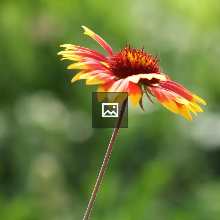 Red and Yellow Flower in Sunlight