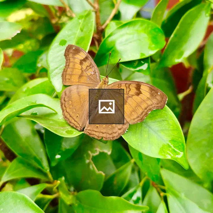 Butterfly on Green Leaves