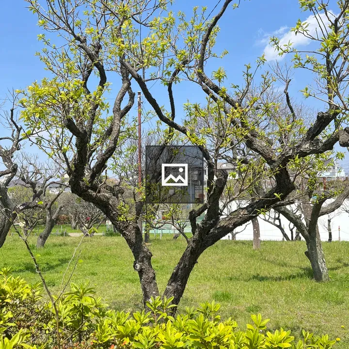 Garden with budding leaves