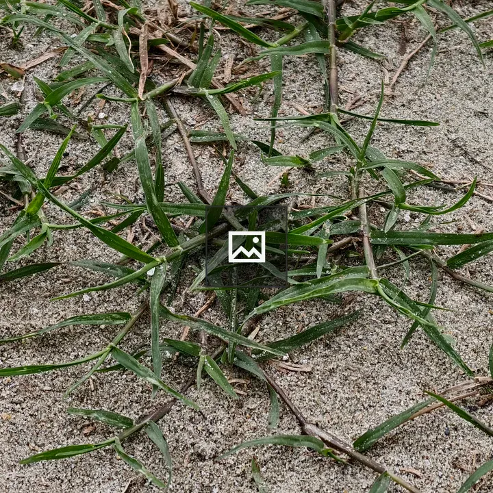 Green Grass on Sandy Ground