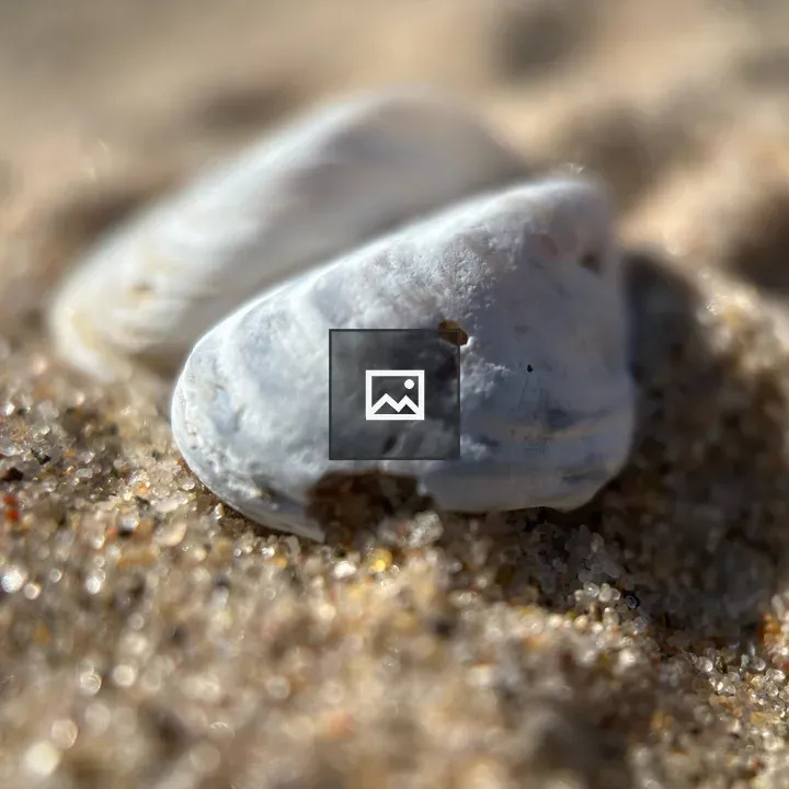 Seashells in the Sand