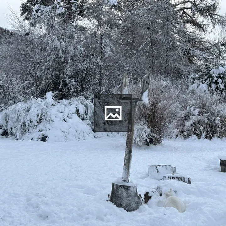 White cat in snowy garden