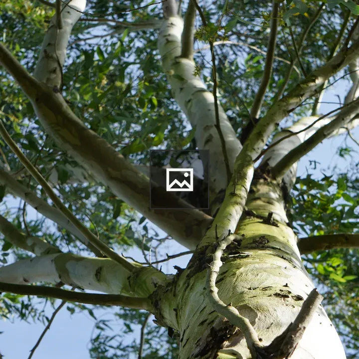 View of Tree Trunk and Branches