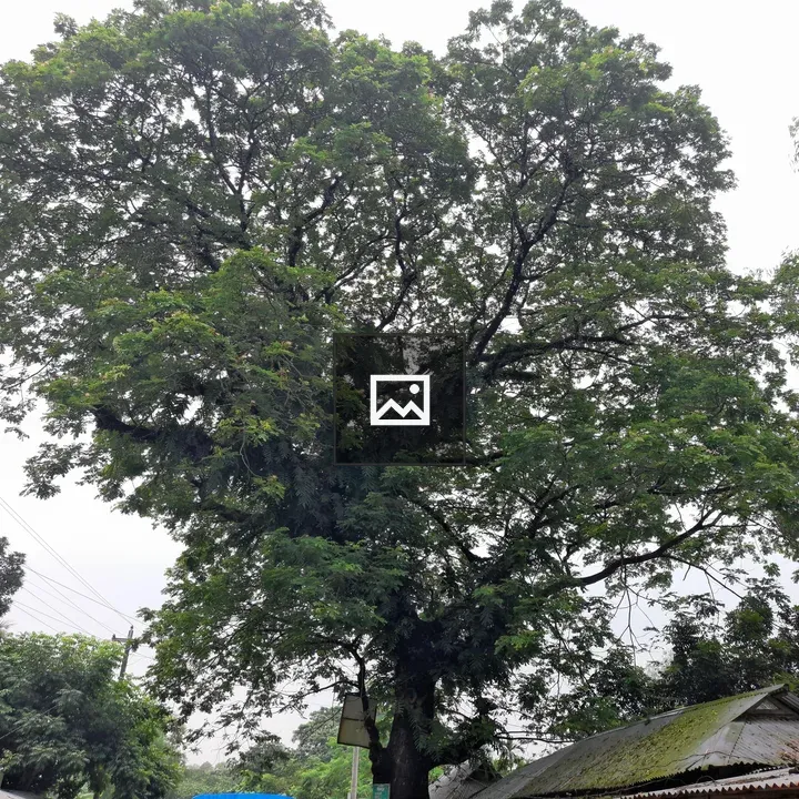 Tree in village center