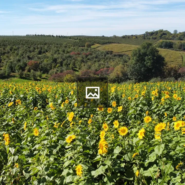 Sunflower field and rolling hills