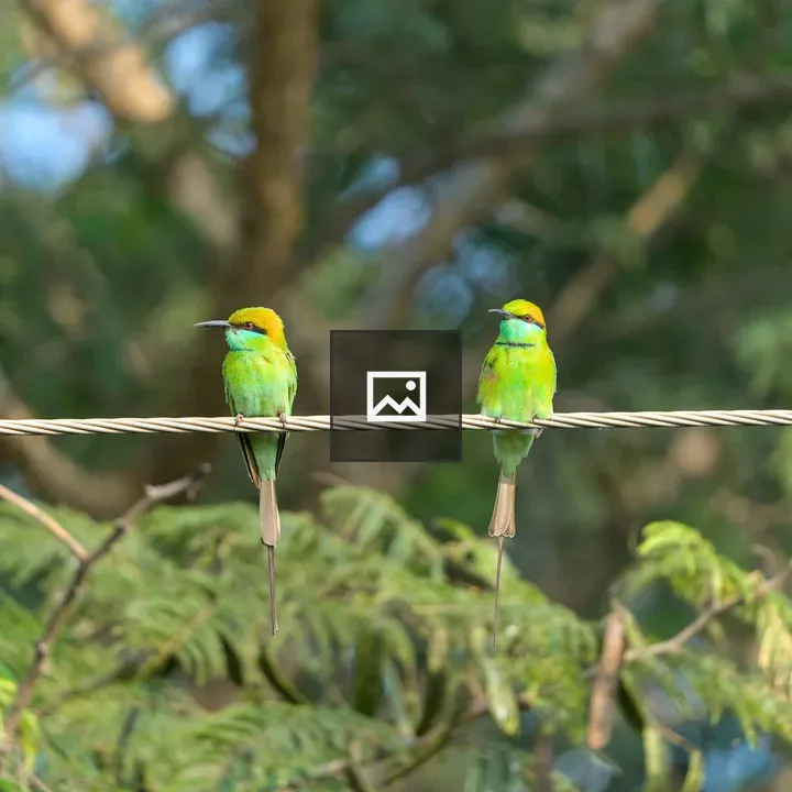 Two bright green and yellow birds
