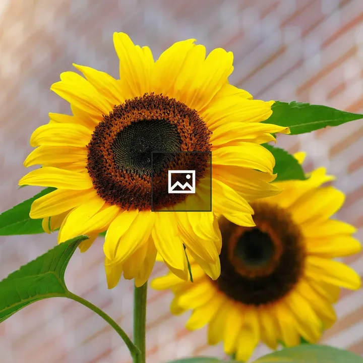 Yellow Sunflower