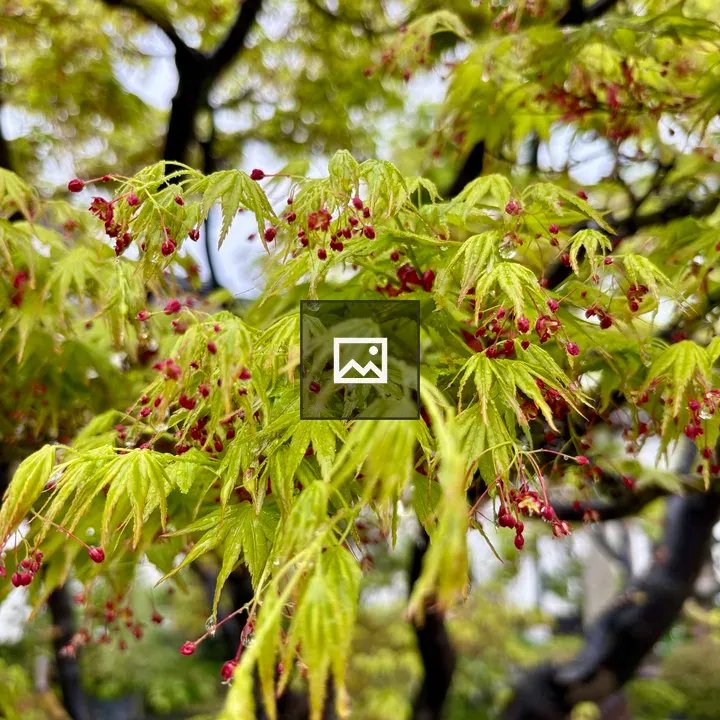 Fresh maple leaves after rain