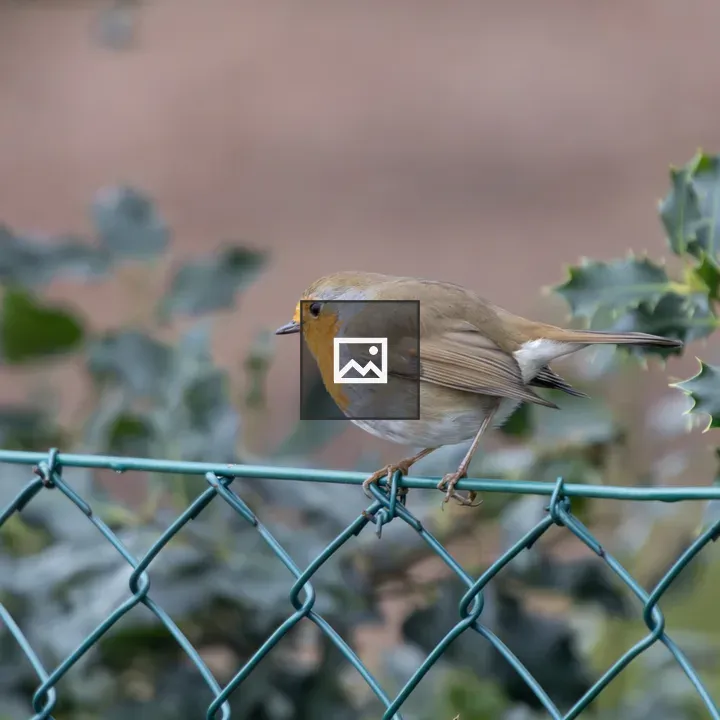 Eurasian Robin on a Fence