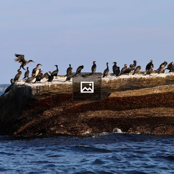 Cormorants in Nova Scotia