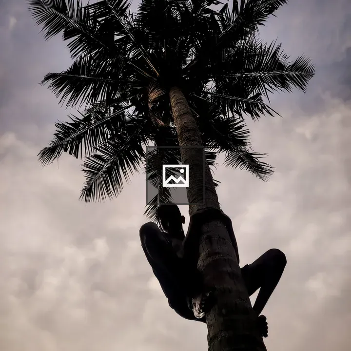 Man climbing coconut tree in Kerala