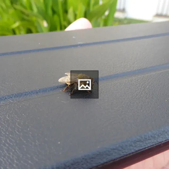 Honeybee resting on leather case