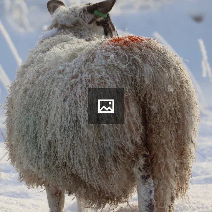 Female sheep in snowy landscape