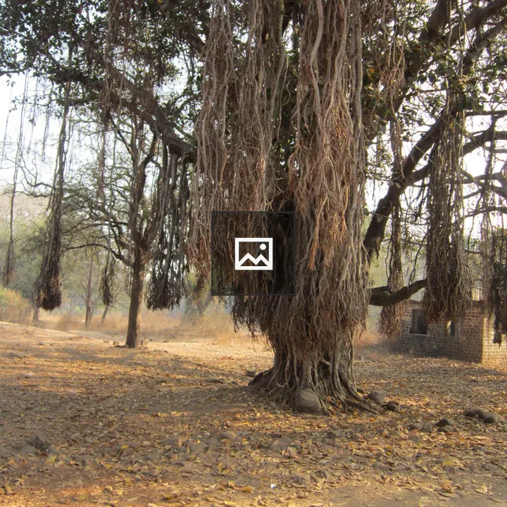Ficus tree with aerial roots