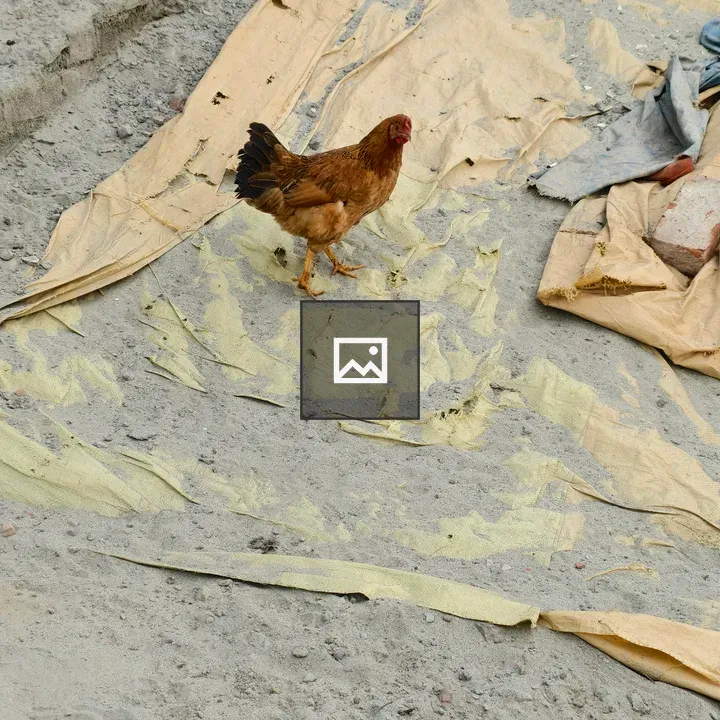 Brown chicken on torn yellow tarpaulin
