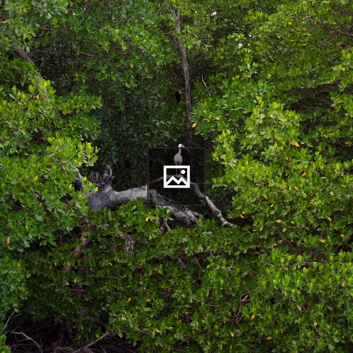 White Ibis Roosting in Mangroves