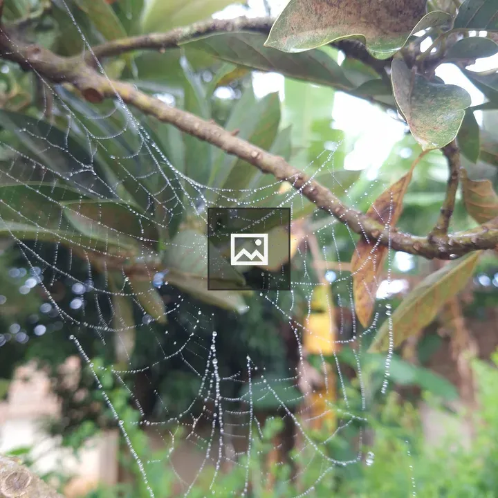 Spider Web on Avocado Tree