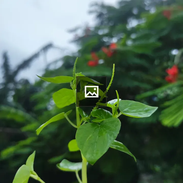 Hand Holding Small Plant