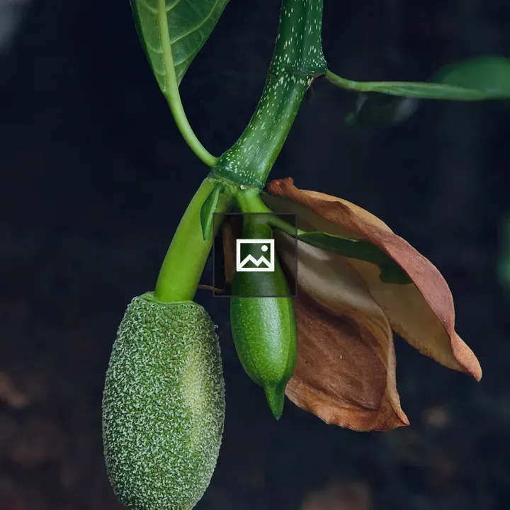 Close-up of developing jackfruit