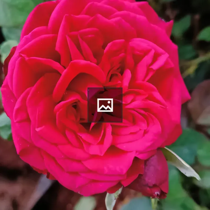 Pink flowers