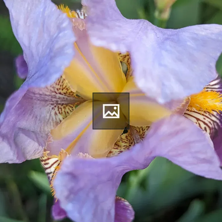 Iris flower seen from the top