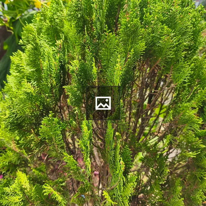Green Conifer Close-Up