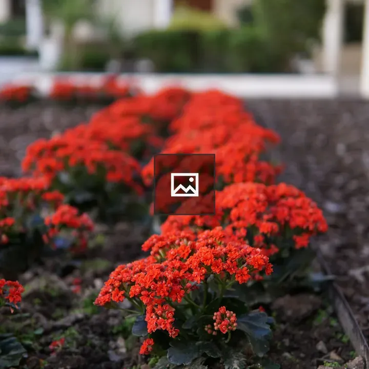 Row of red flowers in garden bed