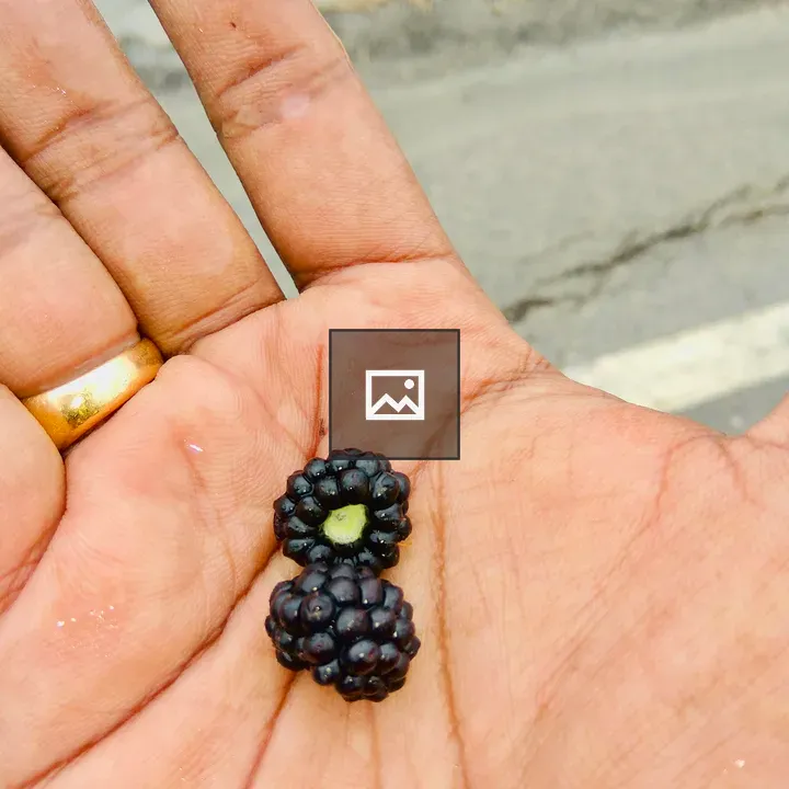 Blackberries in Hand