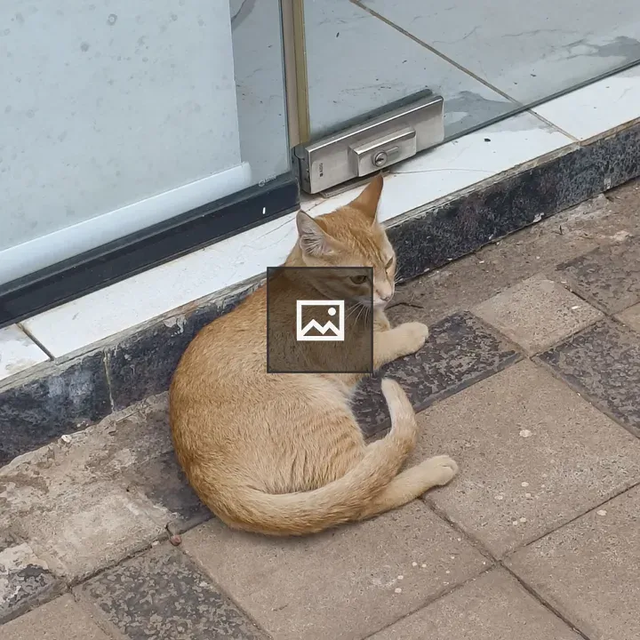 Light orange tabby cat on pavement