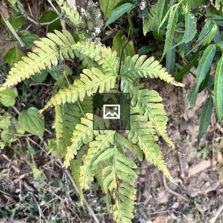 Fern close-up with green fronds