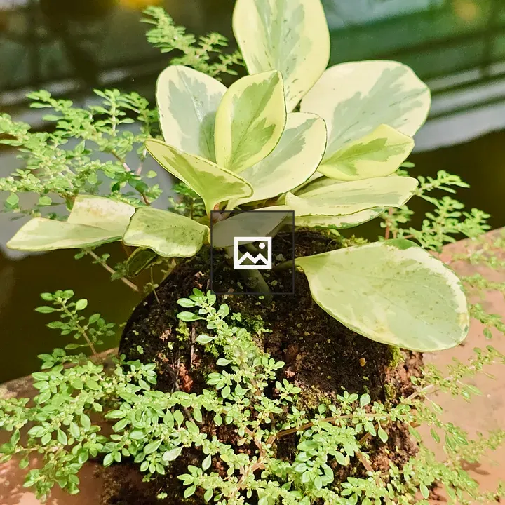Variegated plant on soil ball