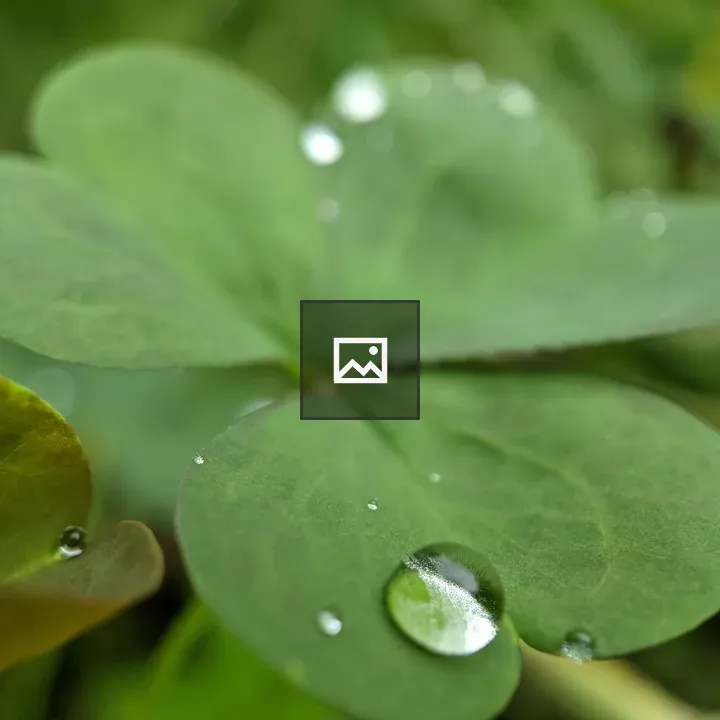 Water droplet on clover leaf